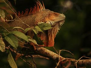 Preview wallpaper iguana, lizard, reptile, branch, brown