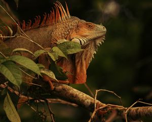 Preview wallpaper iguana, lizard, reptile, branch, brown