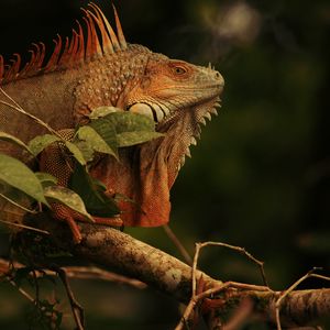 Preview wallpaper iguana, lizard, reptile, branch, brown