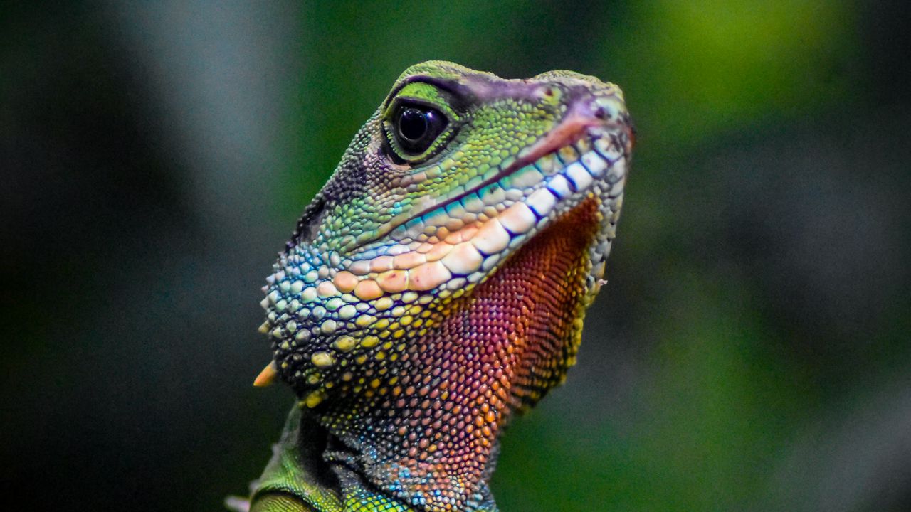 Wallpaper iguana, lizard, reptile, green, blur