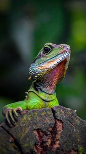 Preview wallpaper iguana, lizard, reptile, green, blur