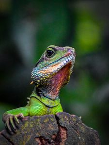 Preview wallpaper iguana, lizard, reptile, green, blur