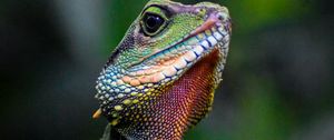 Preview wallpaper iguana, lizard, reptile, green, blur