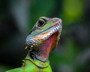 Preview wallpaper iguana, lizard, reptile, green, blur