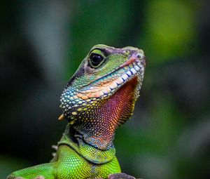 Preview wallpaper iguana, lizard, reptile, green, blur