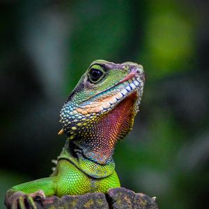 Preview wallpaper iguana, lizard, reptile, green, blur