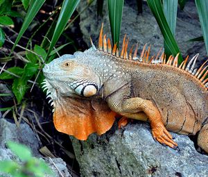 Preview wallpaper iguana, logs, grass, climb