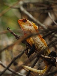 Preview wallpaper iguana, reptile, animal, tree