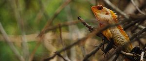 Preview wallpaper iguana, reptile, animal, tree