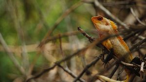 Preview wallpaper iguana, reptile, animal, tree