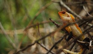 Preview wallpaper iguana, reptile, animal, tree