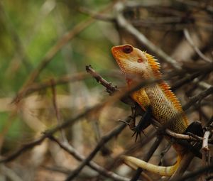 Preview wallpaper iguana, reptile, animal, tree