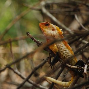 Preview wallpaper iguana, reptile, animal, tree