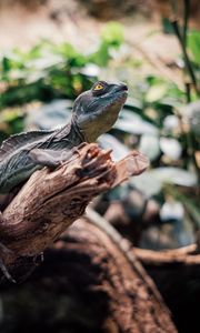 Preview wallpaper iguana, reptile, animal, branch