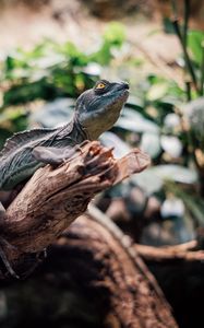 Preview wallpaper iguana, reptile, animal, branch