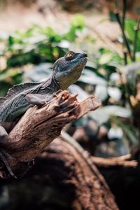 Preview wallpaper iguana, reptile, animal, branch