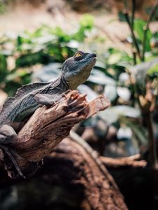 Preview wallpaper iguana, reptile, animal, branch