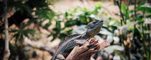 Preview wallpaper iguana, reptile, animal, branch