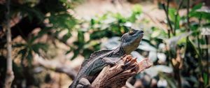 Preview wallpaper iguana, reptile, animal, branch