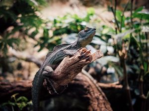 Preview wallpaper iguana, reptile, animal, branch