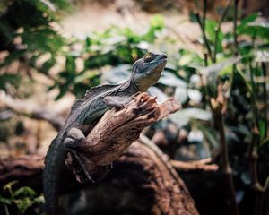 Preview wallpaper iguana, reptile, animal, branch