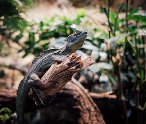 Preview wallpaper iguana, reptile, animal, branch