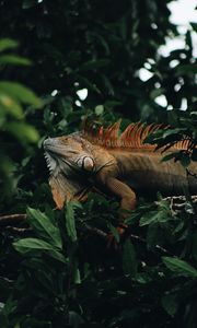 Preview wallpaper iguana, reptile, animal, tree, leaves