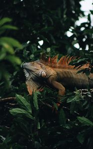 Preview wallpaper iguana, reptile, animal, tree, leaves