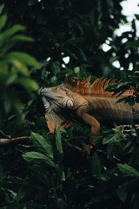 Preview wallpaper iguana, reptile, animal, tree, leaves