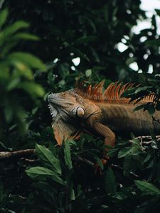 Preview wallpaper iguana, reptile, animal, tree, leaves