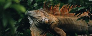 Preview wallpaper iguana, reptile, animal, tree, leaves