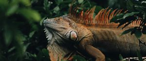 Preview wallpaper iguana, reptile, animal, tree, leaves