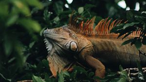 Preview wallpaper iguana, reptile, animal, tree, leaves