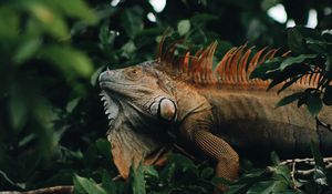 Preview wallpaper iguana, reptile, animal, tree, leaves