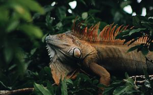Preview wallpaper iguana, reptile, animal, tree, leaves