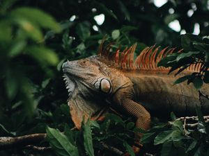 Preview wallpaper iguana, reptile, animal, tree, leaves