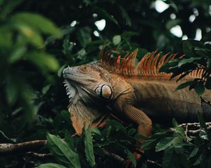 Preview wallpaper iguana, reptile, animal, tree, leaves