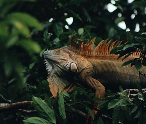 Preview wallpaper iguana, reptile, animal, tree, leaves