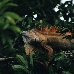 Preview wallpaper iguana, reptile, animal, tree, leaves