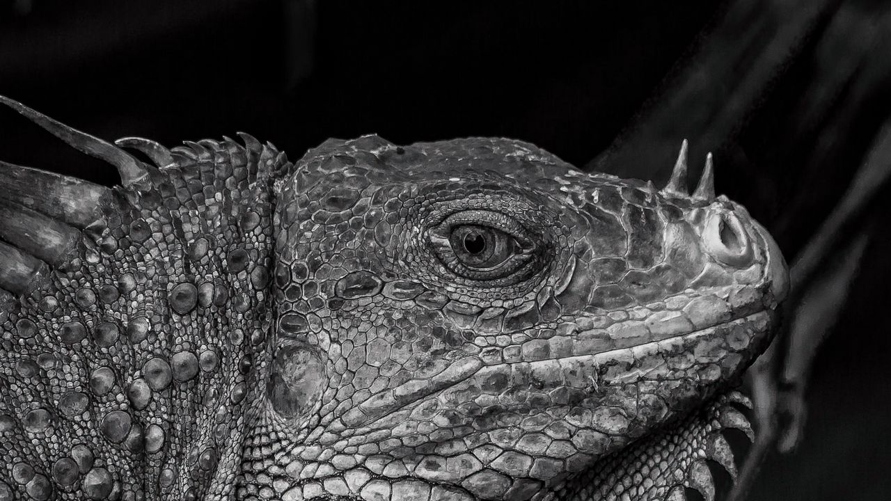 Wallpaper iguana, reptile, black and white, profile