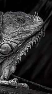 Preview wallpaper iguana, reptile, black and white, profile