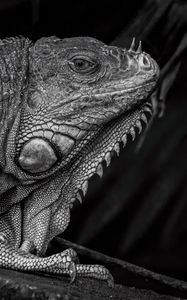 Preview wallpaper iguana, reptile, black and white, profile