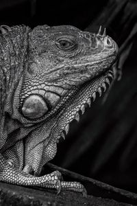 Preview wallpaper iguana, reptile, black and white, profile