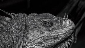 Preview wallpaper iguana, reptile, black and white, profile