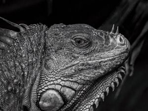 Preview wallpaper iguana, reptile, black and white, profile