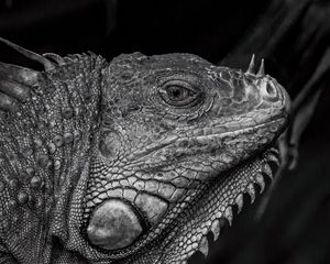 Preview wallpaper iguana, reptile, black and white, profile