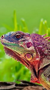 Preview wallpaper iguana, reptile, color, spots