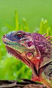 Preview wallpaper iguana, reptile, color, spots