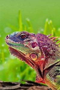 Preview wallpaper iguana, reptile, color, spots