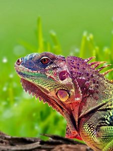 Preview wallpaper iguana, reptile, color, spots